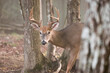 An 8 point male white tail deer standing in the trees in the Appalachian Mountains of Virginia.