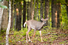 An 8 Point Male White Tail Deer Standing In The Trees In The Appalachian Mountains Of Virginia.