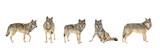  gray wolves isolated on white background