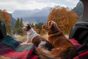 two dogs in the car in the trunk. Pets on a journey. Jack Russell Terrier and Nova Scotia Duck Retriever. Traveling with animals