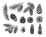 Fototapeta  - Spruce cones. Seamless pattern design. Vector sketch illustrations.