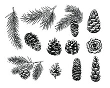 Spruce Cones. Seamless Pattern Design. Vector Sketch Illustrations.