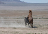 Fototapeta Zwierzęta - Wild Horse Stallions Fighting in the Utah Desert