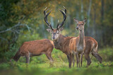 European deer male buck ( Cervus elaphus ) during rut