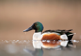 Sticker - Northern shoveler bird ( Spatula clypeata )