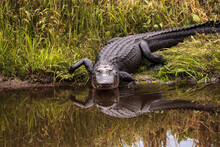Large American Alligator Alligator Mississippiensis In The Wetland At The Myakka River Park