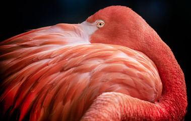 Wall Mural - profile of pink flmingo and its feathers