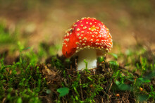 Close-up Of Mushroom Growing On Field