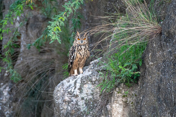 Wall Mural - Indian Eagle-owl in a ravine in Shokaliya, Rajasthan, India