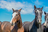 Fototapeta Konie - Cavalos no campo