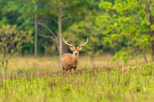 Deer In A Field