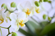 Weiße Blütenblätter von einer Orchidee in Nahaufnahme mit weißem Hintergrund