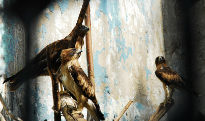 Poster - Closeup shot of Stone Eagles perched on branches in a cage