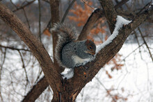Close Up Of A Squirrel Playing With The Snow On The Branches