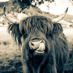 highland cow in kinzig valley in black forest, germany