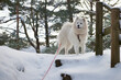 Samojed w scenerii zimowej, Biały pies na białym tle. Gruba sierść doskonale chroni tę rasę przed mrozem.