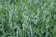 Oats grow in the field in a mixture of other forage grasses