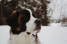 Close-up Portrait Of Saint Bernard Dog Looking Away In Snow