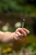 Mans hand holding and offering a weed joint in a green surrounding with nature and plants. Smoking legal soft drugs in a garden. Vertical shot