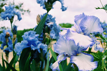 Closeup Shot Of Blooming Blue Iris Flowers