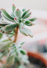 Vertical Closeup Shot Of A Potted Succulent Plant