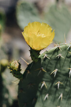 Vertical Closeup Shot Of A Yellow Flower On A Cactus Plant