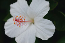 Closeup Shot Of A Blooming White Hibiscus Flower