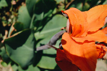 Closeup Shot Of An Orange Iris Flower