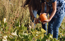 Pair Of People Picking Pumpkins On A Meadow