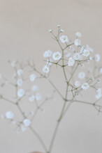 Closeup Shot Of Decorative Branches With Tiny White Flowers