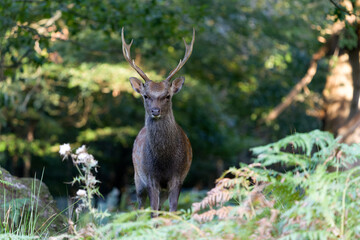 Canvas Print - Sika deer, Cervus nippon