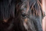 Fototapeta Konie - horse head and eyes close  up