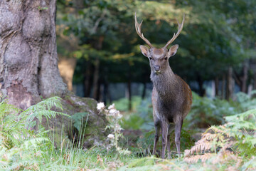 Canvas Print - Sika deer, Cervus nippon