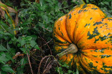 Large wet pumpkin in the vegetable garden after the rain