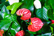Anthurium is red heart-shaped flower. Dark green leaves as background highlight flowers beautifully. Anthuriums have become a symbol of hospitality. Natural natural background with bright flowers