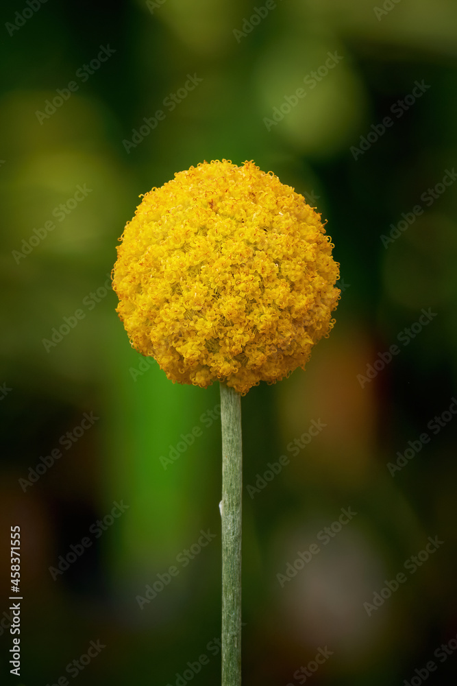 Craspedia Globosa 'Golf Beauty' (Billy Buttons) flowers Stock Photo | Adobe  Stock
