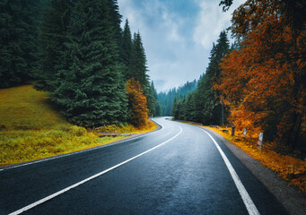Wall Mural - road in autumn foggy forest in rainy day. beautiful mountain roadway, trees with orange foliage in f