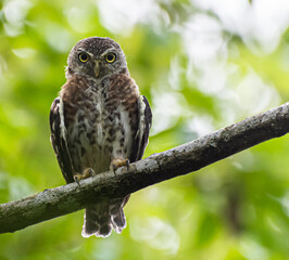 Poster - Closeup shot of a curious Siju Platanero sitting on the branch of the tree