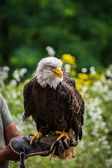 Poster - Portrait of a majestic bald eagle - a bird of prey in the forest