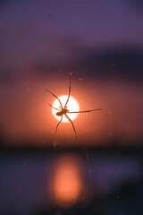 Sticker - Closeup of a spider on a web on the background of the sun at sunset