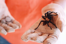 Closeup Shot Of A Hand Holding A Tarantula