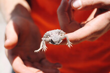 Closeup Shot Of A Hand Holding An Iguana