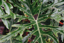 Closeup Shot Of Green Philodendron Leaves