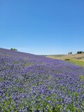 Fototapeta Lawenda - Lupine, California, Superbloom