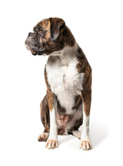 Boxer dog sitting while looking at something off screen. Adult female Boxer dog sitting with brindle coloring. Medium to large short hair dog with short nose. Selective focus. Isolated on white.