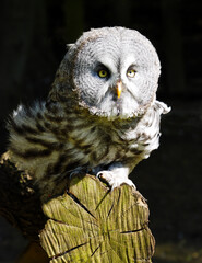 Vertical shot of a great grey owl perched on a tree during daylight