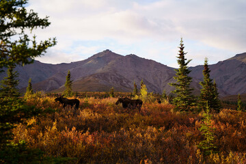 Sticker - Colorful fall field and bull mooses in a mountainous area