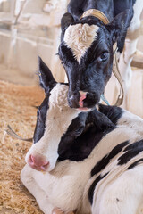 Wall Mural - portrait of cute little calfs has communication   inside cowshed. nursery on a farm. close up