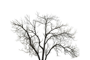 Wall Mural - dead tree isolated on white background, clipping path