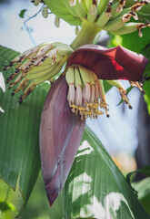 Poster - banana flower on banana tree